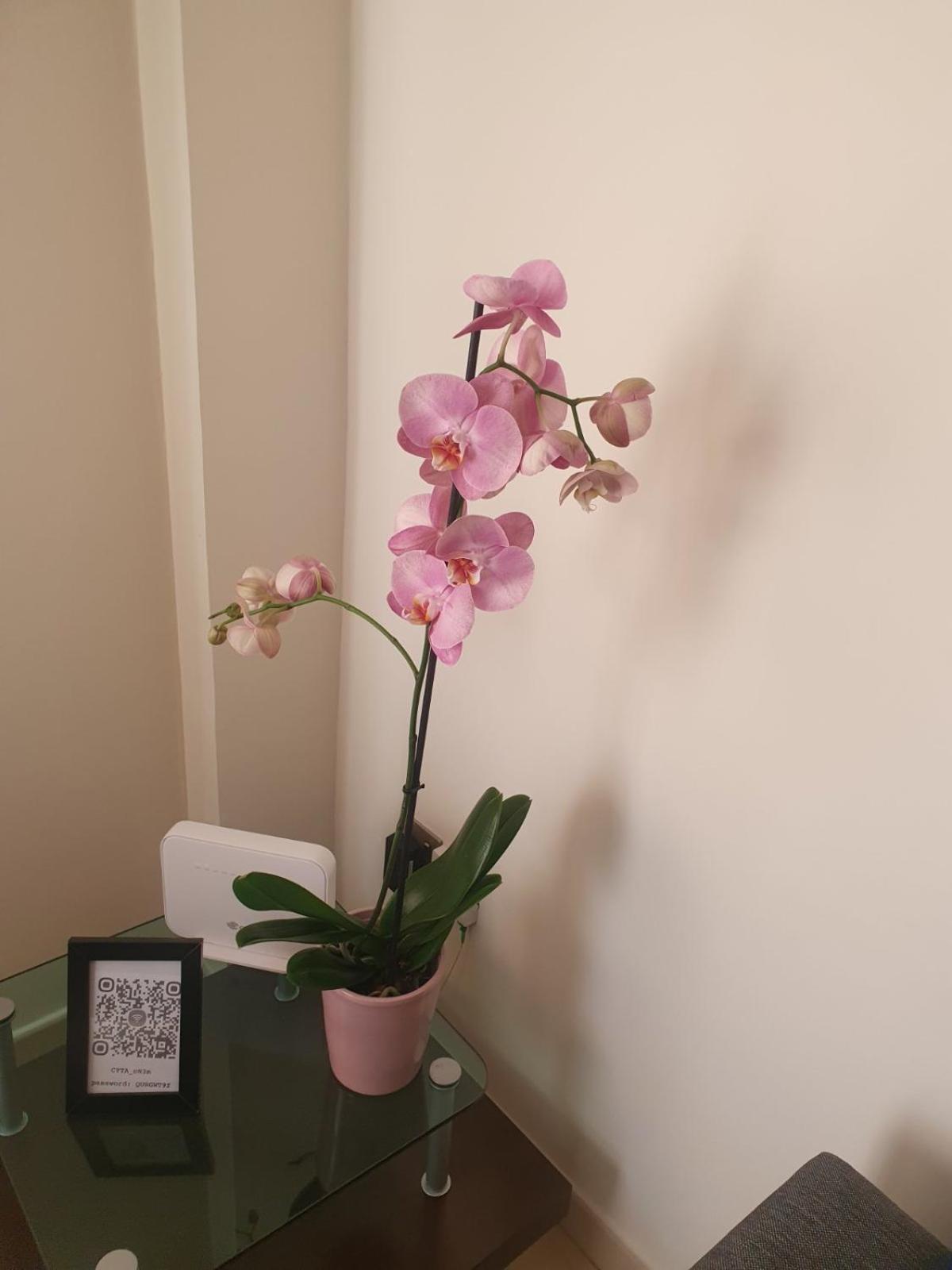 2 Bedroom Apartment, Zygos Centre Block D - By Imh Travel & Tours パ フォス エクステリア 写真